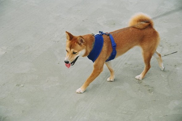 a random shiba from shibes.lol