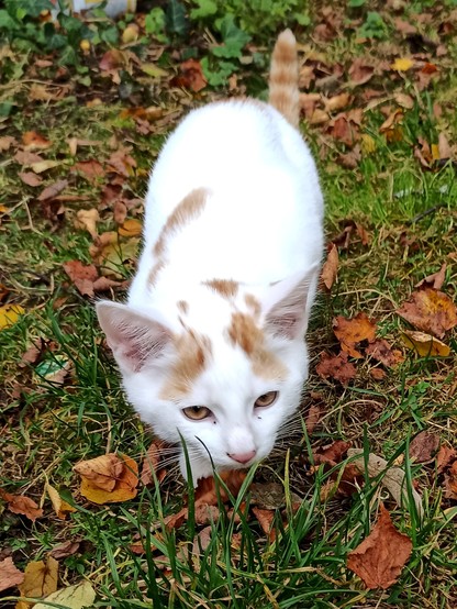 Weiß-rotes Katerchen im Gras, Laub