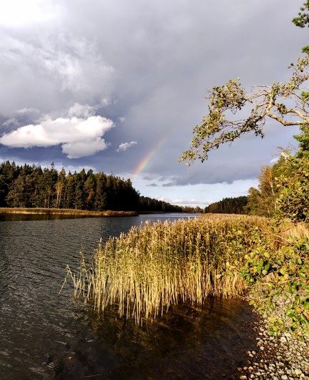 A sea inlet surrounded by a stony shore, reeds, yellow birches and evergreens, with clouds and a short segment of rainbow above