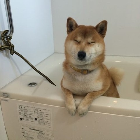 a random shiba from shibes.lol