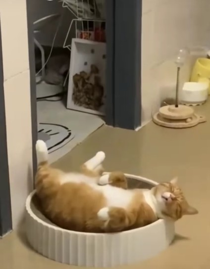 Photo of an orange tabby sleeping on its back in a white round containet in the kitchen. 