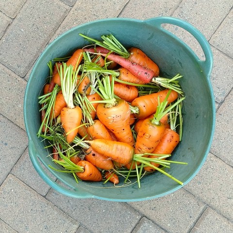 Freshly harvested carrots in a bucket