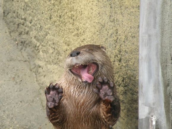 A picture of an otter.