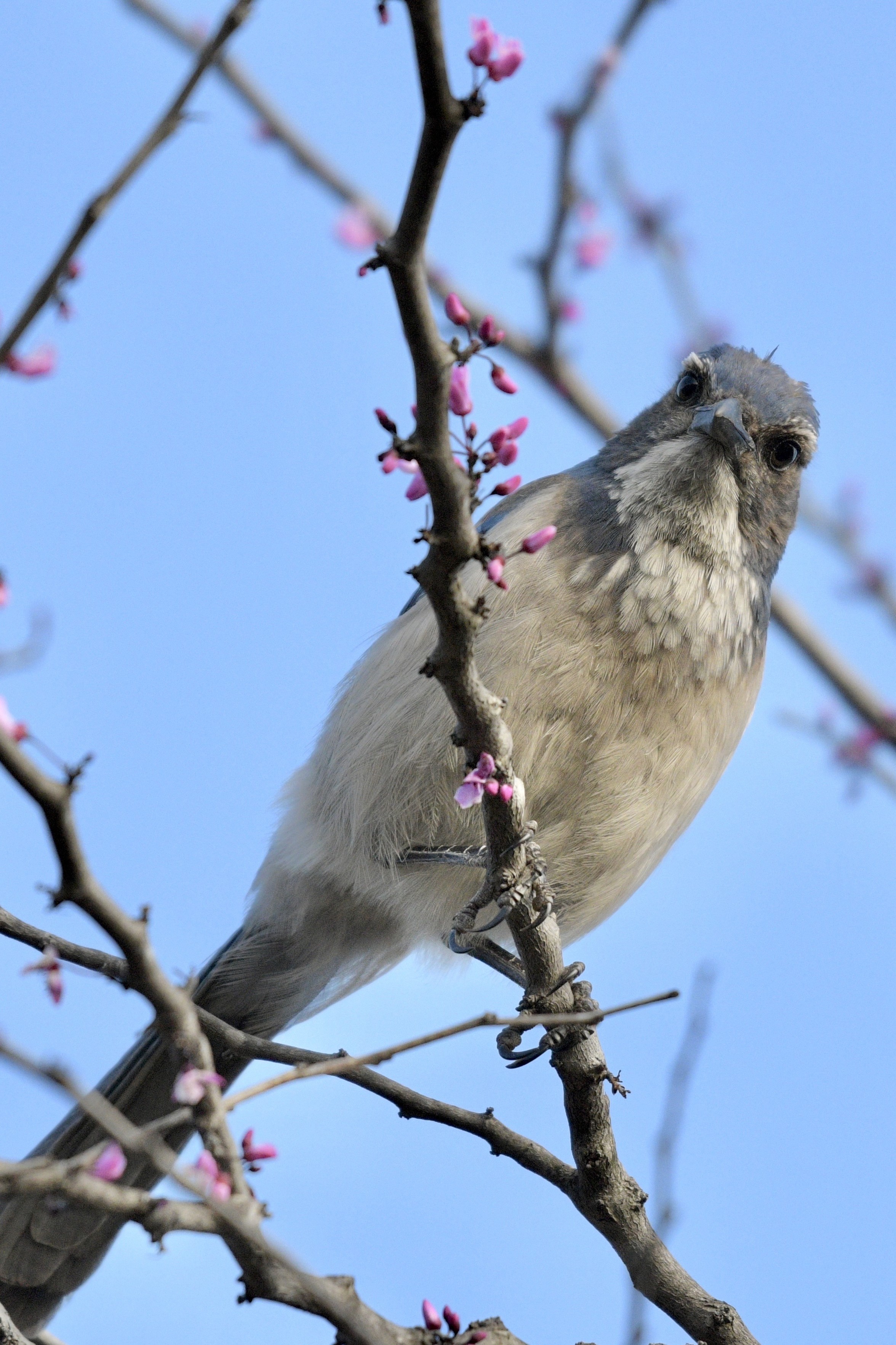 A bold California scrub jay perched on a branch with pink blossoms against a clear blue sky. The bird is looking directly at the viewer.