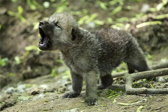 A picture of a wolf.