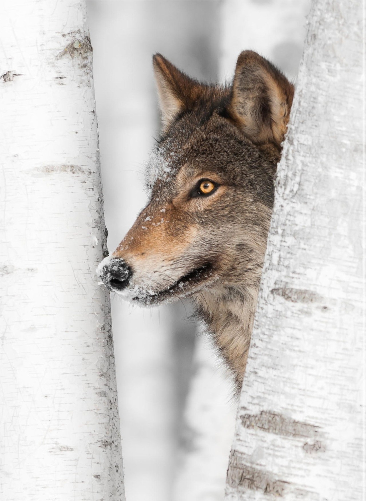 A picture of a wolf.