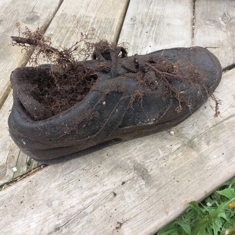 A black, soil-crusted shoe with broken roots coming out of the top.