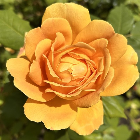 Yellow rose