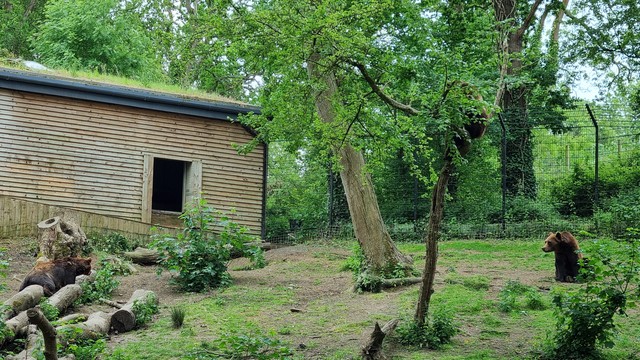 A green wood contains an enclosure, which in turn contains a number of bears. There is a shelter, and some high wire fences, and lots of logs lying around for the bears to lie on.