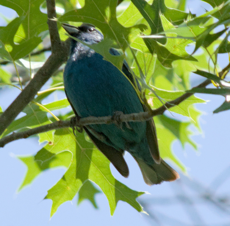 An indigo bunting perched on a branch, facing to the left, a bit of sunshine hitting its eye.