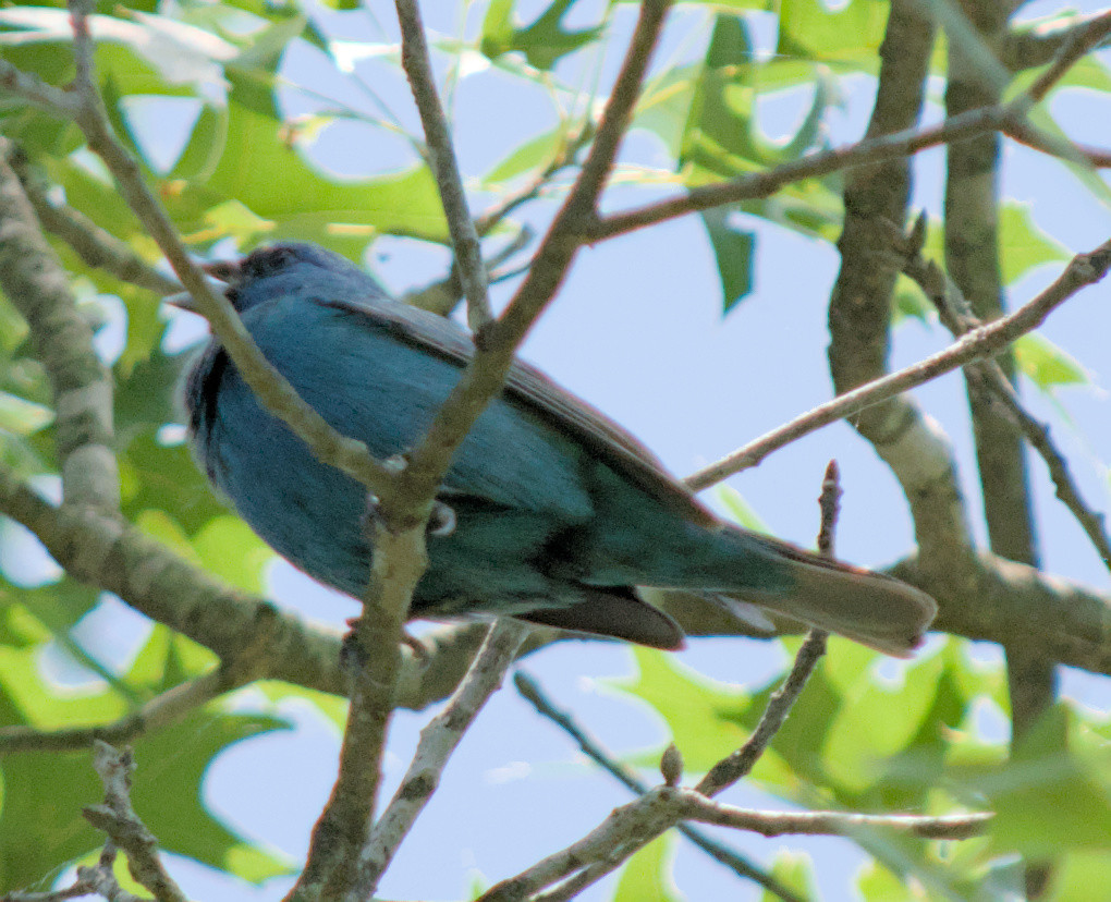 A small indigo bunting perched on a branch his beak is open as hes singing.
