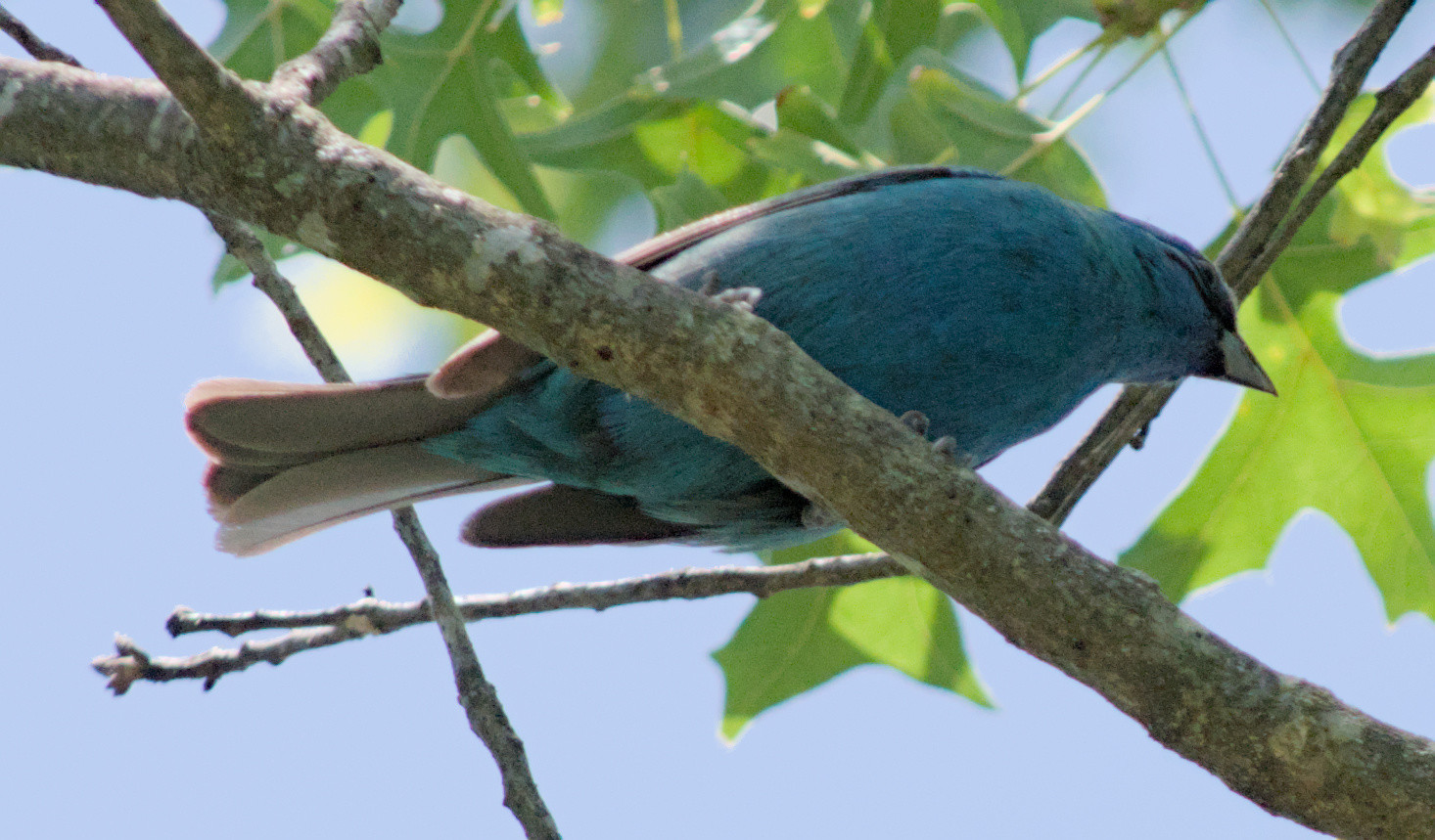 Photo of an indigo bunting perched on a branch, seen from below, head stretched to the right.