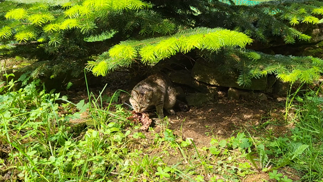 eeine braunmelierte Katze sitzt unter einem Tannenbaum im Gras und nagt selig an einer Hähnchenkarkasse rum. Sie blickt kurz zu mir, dann widmet sie sich wieder dem Hähnchen.