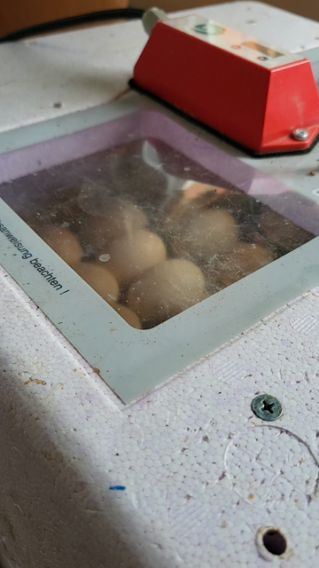Blick in einen Brutkasten für Hühnereier durch ein leider dreckiges Guckfenster. Erstes Gepiepse kommt raus.