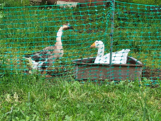 Ganter Konrad sitzt/schwimmt in einem Wasserbecken, außerhalb steht Gans Julie und blickt ihn an.