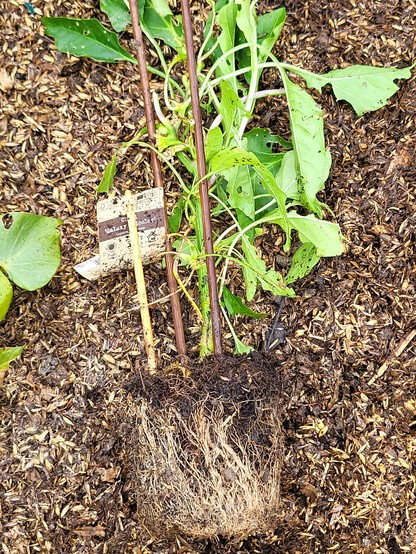 Eine Paprikapflanze mit Wurzelstock. Die Wurzeln sind im Anzuchttopf wieder senkrecht nach oben oder im Kreis außenrum gewachsen.