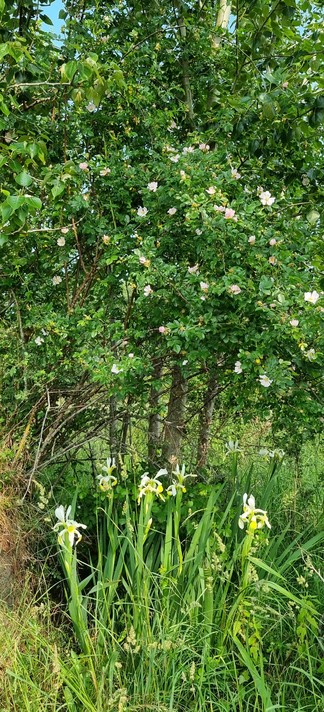A dog rose bush dotted with small pink flowers, above a patch of tall, yellow-white irises. There's lots of green foliage and a bit of blue sky visible in the gaps.