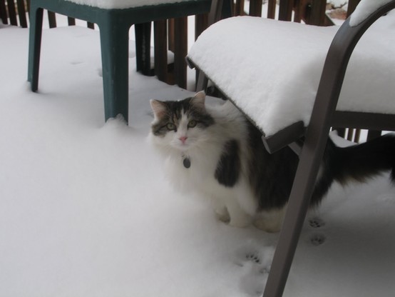Ella, Portrait of Neighbor Kitty, 2010-11-29