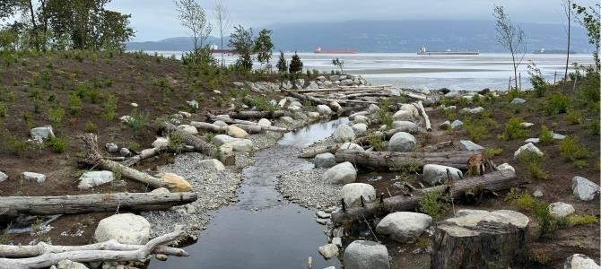 A "new" open creek has replaced a pipe. The area has been naturalized to improve the ecology and may even see the return of salmon in the future   