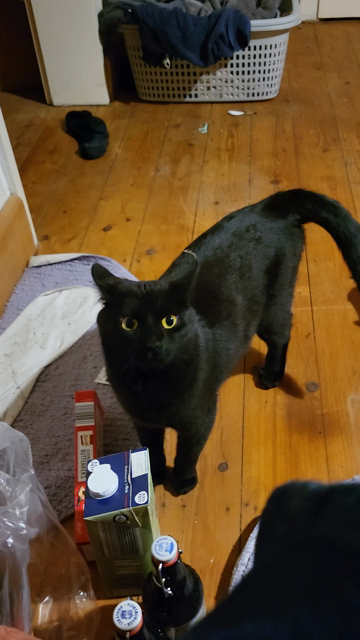 POV du sitzt im Sessel, Bor dir eine schwarze Katze. Zwischen ihren Ohrspitzen flattert eine Spinnwebe im Wind eines Ventilators (nicht im Bild).
Am Ende hüpft sie hoch zu dir.