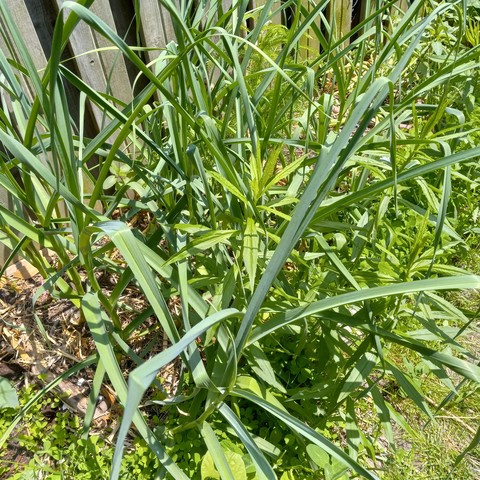 Garlic, goldenrod, and (in the back) yarrow growing interspersed in the sunshine. A wooden fence is in the background. 