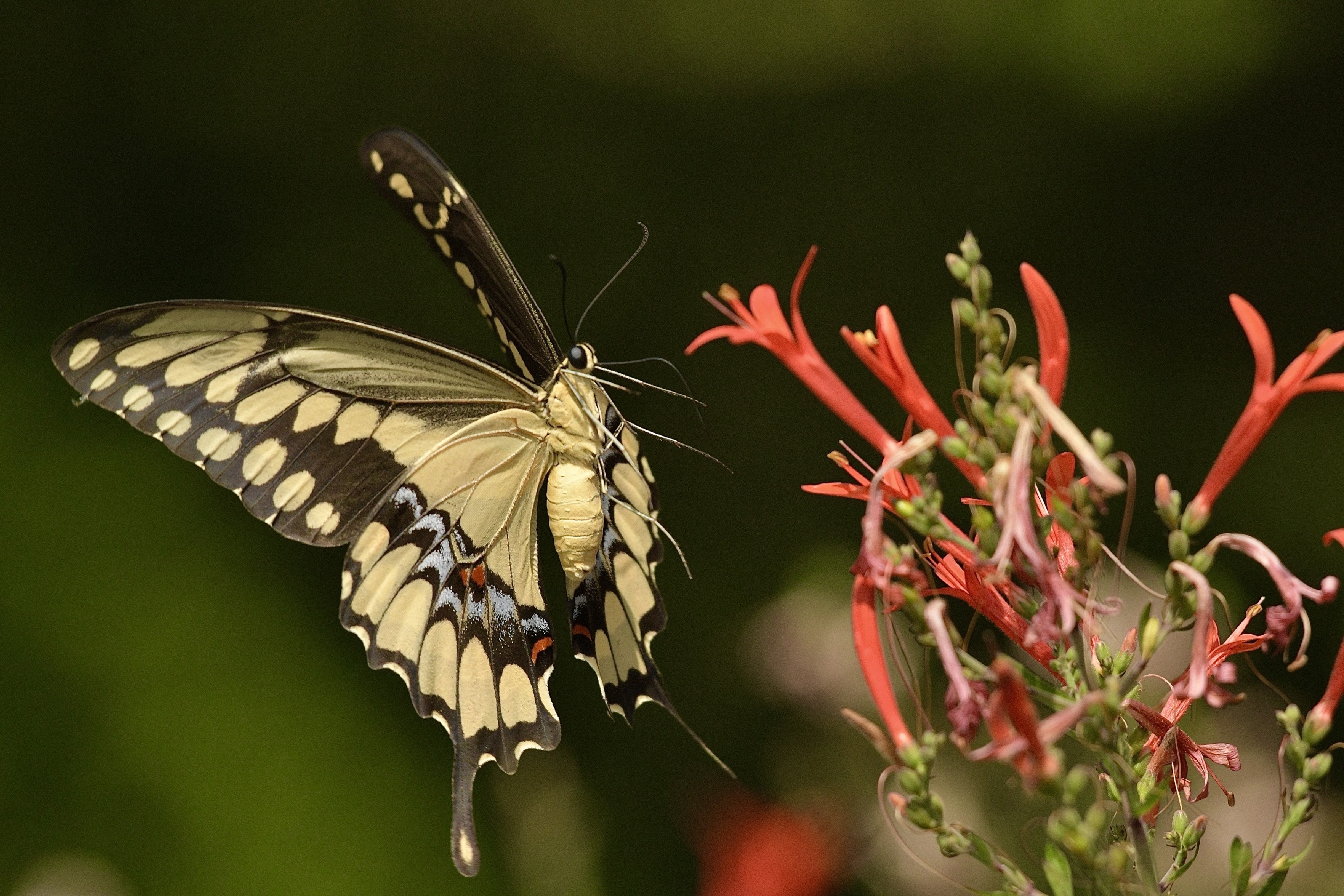 A tiger swallowtail butterfly with striking black and yellow patterns flies toward vibrant red flowers A tiger swallowtail butterfly with striking black and yellow patterns flies toward vibrant red flowers