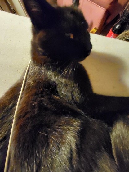 schwarze Katz hat sich vor mir aufs Bett geschmissen und erwartet Kuscheleinheiten