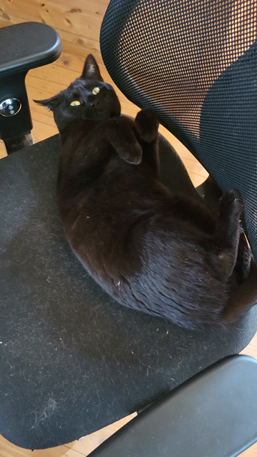 Eine schwarze Katze auf einem schwarzen Bürostuhl. Sie räkelt sich schnurrend, blickt mich an, zeigt ihren Bauch, streckt ihre Pfoten in alle Richtungen