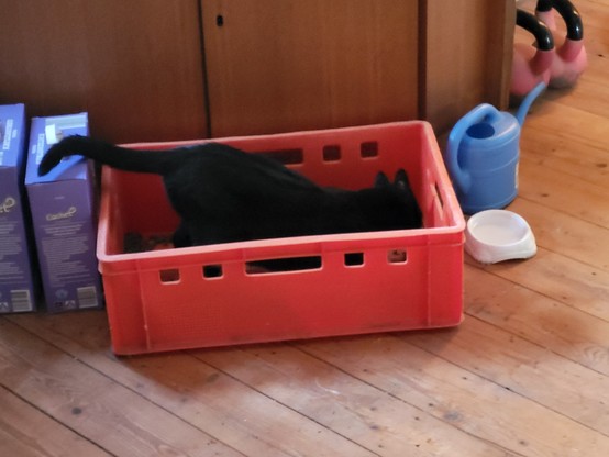 Eine rote Plastikkiste, etwa 40 x 60 x 20 cm in meinem Zimmer. Eine schwarze Katze sitzt drin und frißt.