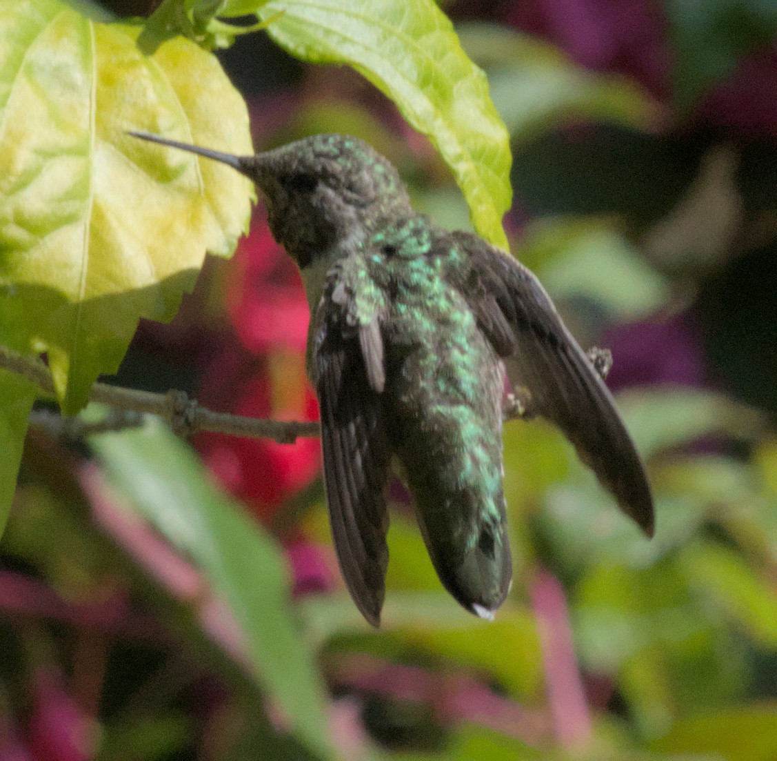 Same humminghird, looking off to the side. The head is the same dark gray with bright green shine, wings slightly open. The beak is long, thin and pointy.