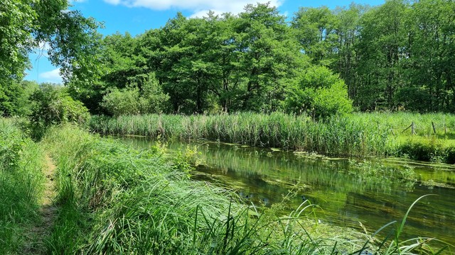 A verdant green river, with tall grasses and rushes on the banks, and trees behind. It is a hot, languid day. There are damsel flies flitting about.