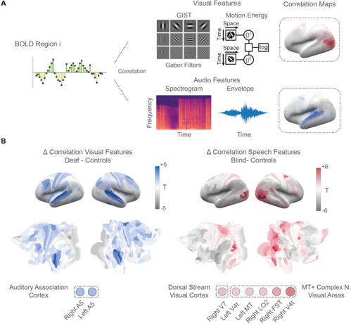 Feature-specific recruitment of deprived sensory cortices.