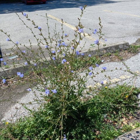Blue chicory flowers and yellow dandelions growing from concrete in a parking lot.