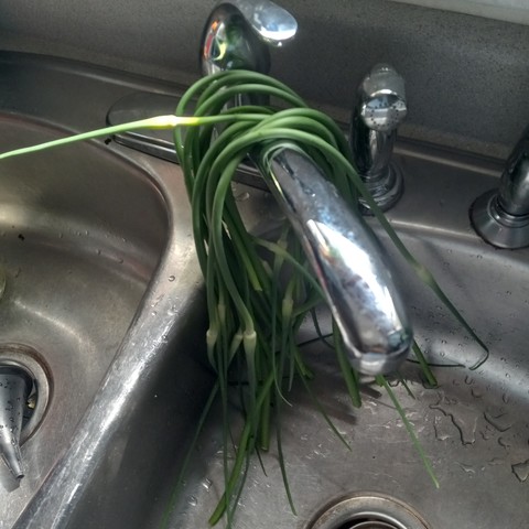 A dozen or so garlic scape dry over a faucet in a double stainless steel kitchen sink.