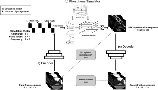 Pipeline for end-to-end learning of biologically plausible safe stimulation parameters for neuroprosthetic vision and its components.