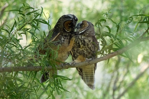 Two Long Eared owls in a tree.