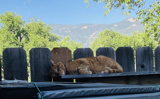 My favorite kitty Penny, sleeping, with a mountain vista behind her.