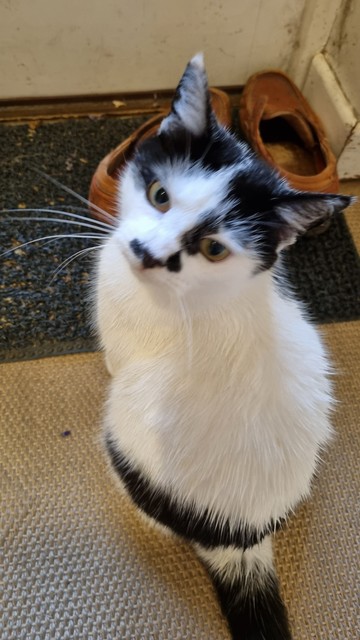 A damp looking black and white cat. She is sitting facing the back door, but looks crossly over her shoulder at you. 