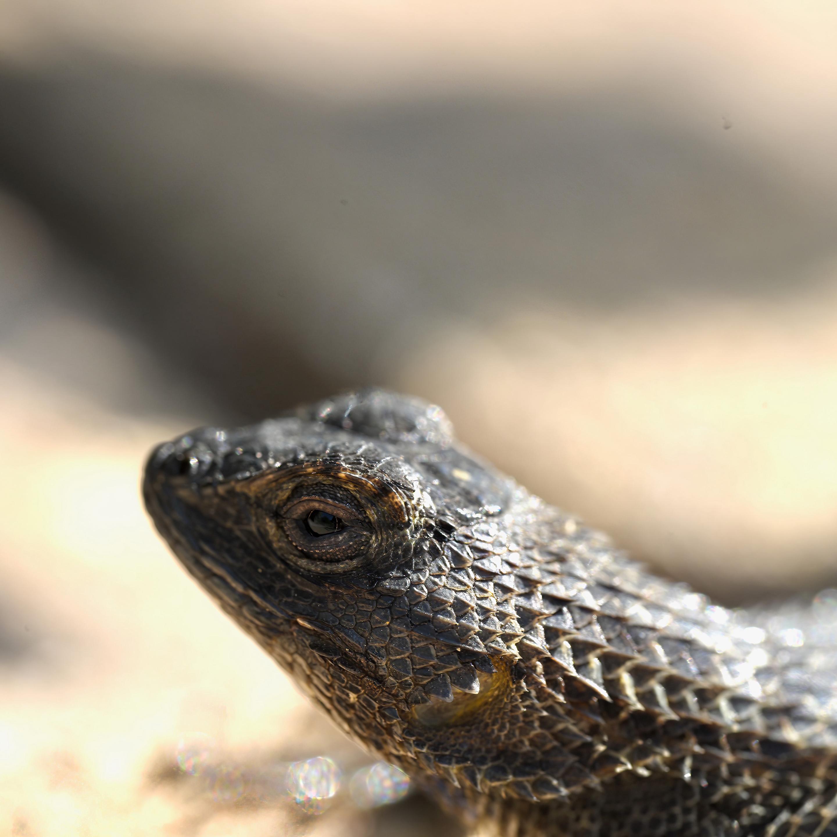 A close-up of a lizard's head showing detailed scales, textured skin, and a focused eye