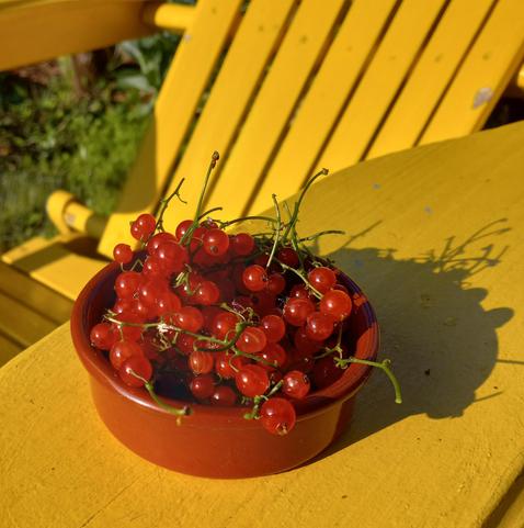 A small clay dish full of a two dozen or so bunches of red currants sits on the armrest of a yellow chair.