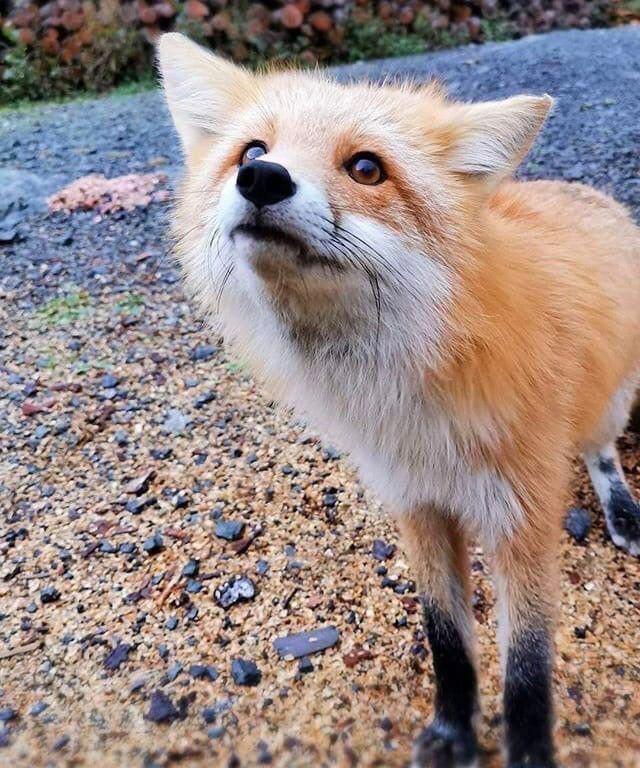 Picture of a Fox