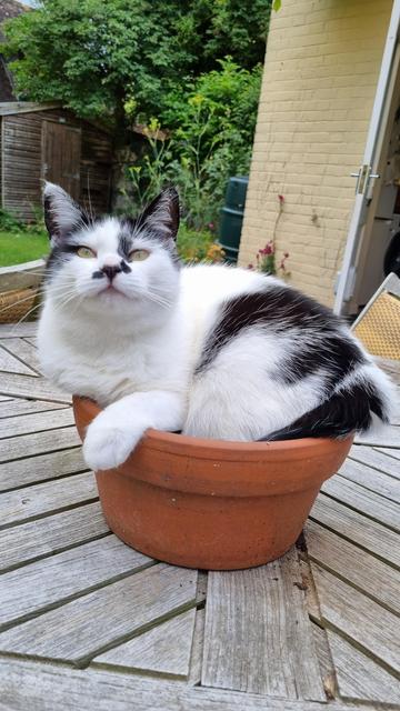 A black and white cat lies curled up in a slightly too small flower pot, on a garden table. She is looking at you as if to say "what of it?"