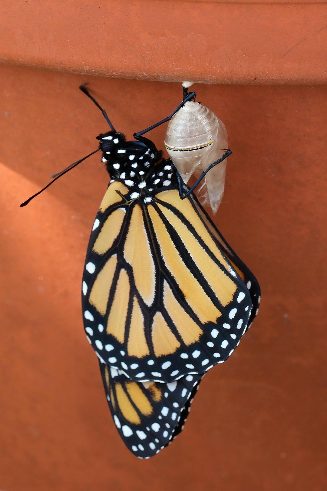 The butterfly has emerged and is clinging to the now translucent empty bag.
The butterfly is orange with black veins and white dots along the edges of the wings.