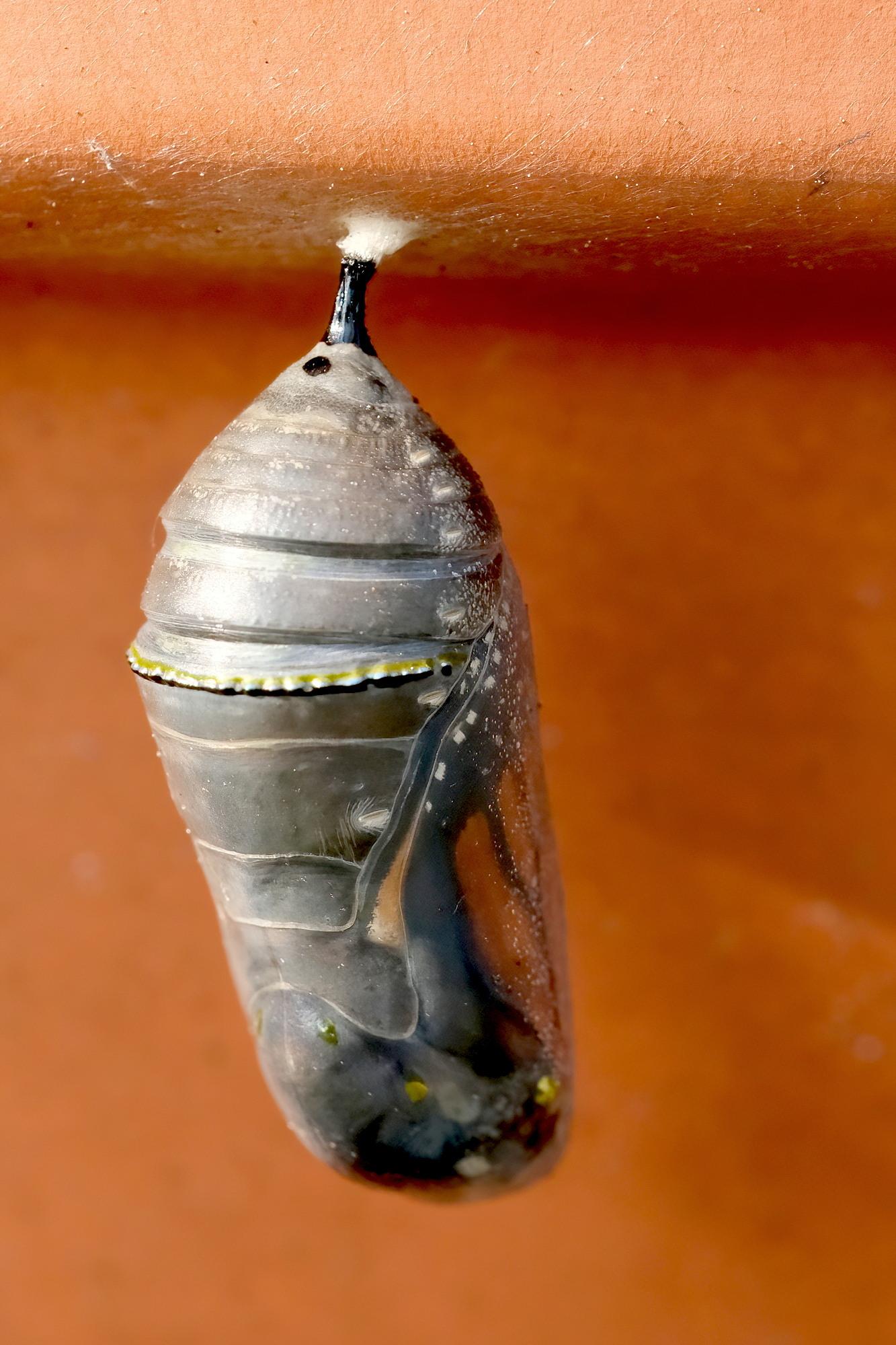 A dark grey bag containing the developing butterfly, hanging under the edge of a clay pot. The black and orange pattern of the wings is already visible, a sign that the bag will open soon.