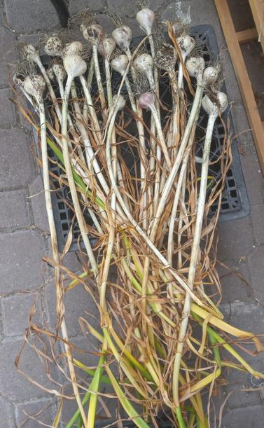 20-some garlic plants drying on a black plastic milk crate. The bulbs aren't huge but they're a mix of varieties (Russian red and music, I think) we've enjoyed in the past.