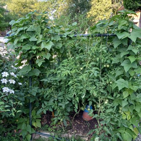 Pole beans climb a repurposed swing frame alongside several tomato plants (and their still green tomatoes). On the left are white clematis flowers, a blue-topped olla (clay-pot water reservoir) is in the earth under the beans and tomatoes, and neighborhood deciduous trees are in the background.