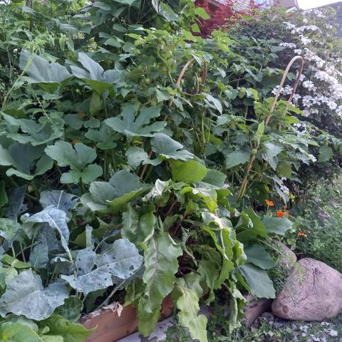 The same garden plot from another side. In the foreground are beets, kohlrabi, zucchini, and orange nasturtium. In the background are tomato and pole bean plants, white clematis, and the neighbor's Japanese maple.