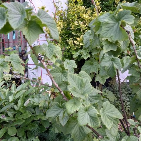 A black currant bush grows against the porch. Other greenery is in the background.