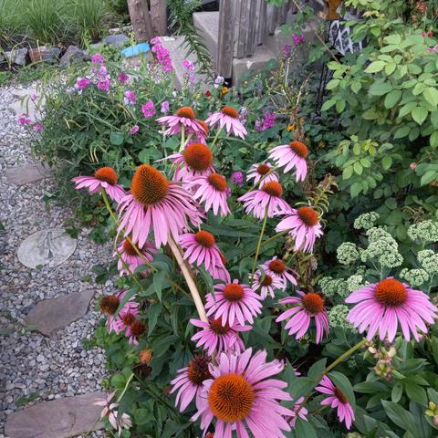 20 or so pink cone flowers dominate the foreground with pink sweet peas and pink roses in the background. A short stone path runs to the left.