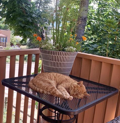 Penny kitty enjoying shade.